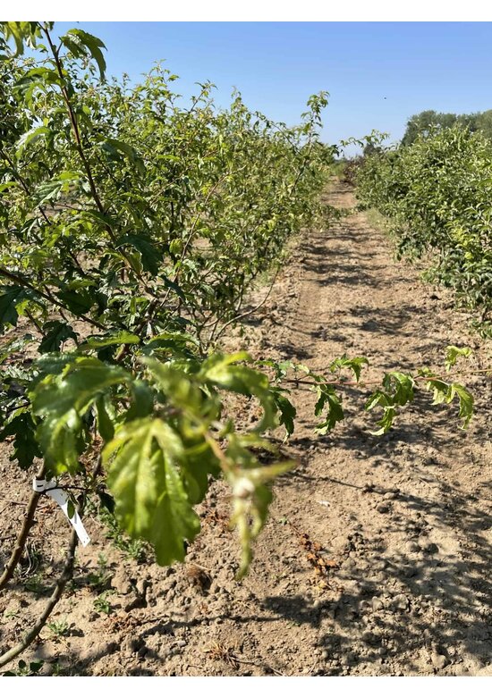 Toringo-Apfel Mehrstämmig 'Brouwers Beauty' | Malus toringo 'Brouwers Beauty'