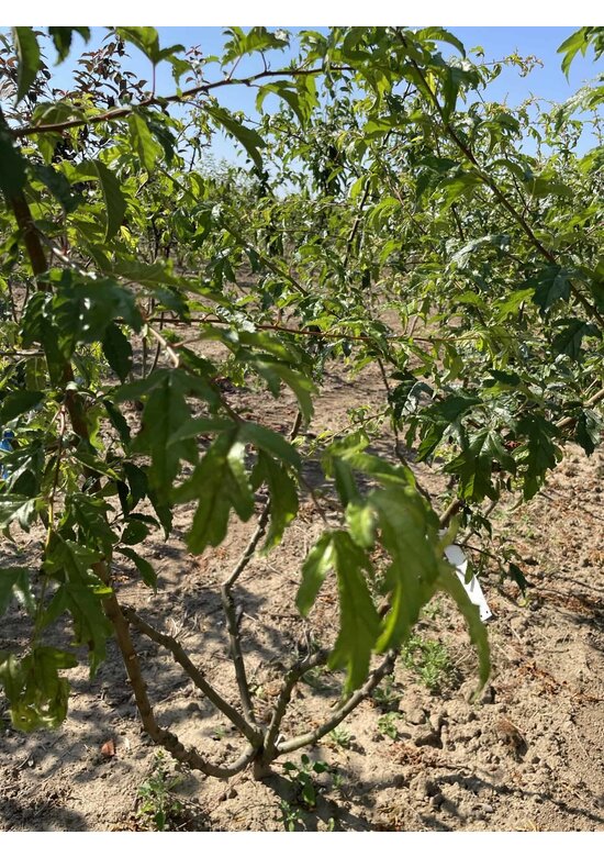 Toringo-Apfel Mehrstämmig 'Brouwers Beauty' | Malus toringo 'Brouwers Beauty'