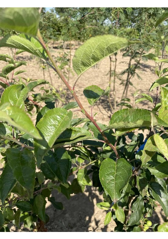 Zierapfel 'Red Sentinel' Mehrstämmig | Malus 'Red Sentinel'