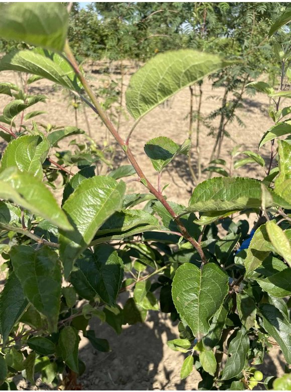 Zierapfel 'Red Sentinel' - Mehrstämmig | Malus 'Red Sentinel' Zierapfel 'Red Sentinel' - Mehrstämmig | Malus 'Red Sentinel'