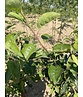 Zierapfel 'Red Sentinel' Mehrstämmig | Malus 'Red Sentinel' Zierapfel 'Red Sentinel' Mehrstämmig | Malus 'Red Sentinel'