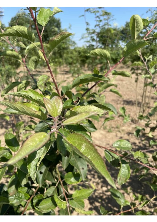 Zierapfel 'Red Sentinel' Mehrstämmig | Malus 'Red Sentinel'