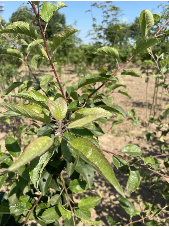Zierapfel 'Red Sentinel' - Mehrstämmig | Malus 'Red Sentinel' Zierapfel 'Red Sentinel' - Mehrstämmig | Malus 'Red Sentinel'