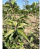 Zierapfel 'Red Sentinel' Mehrstämmig | Malus 'Red Sentinel' Zierapfel 'Red Sentinel' Mehrstämmig | Malus 'Red Sentinel'
