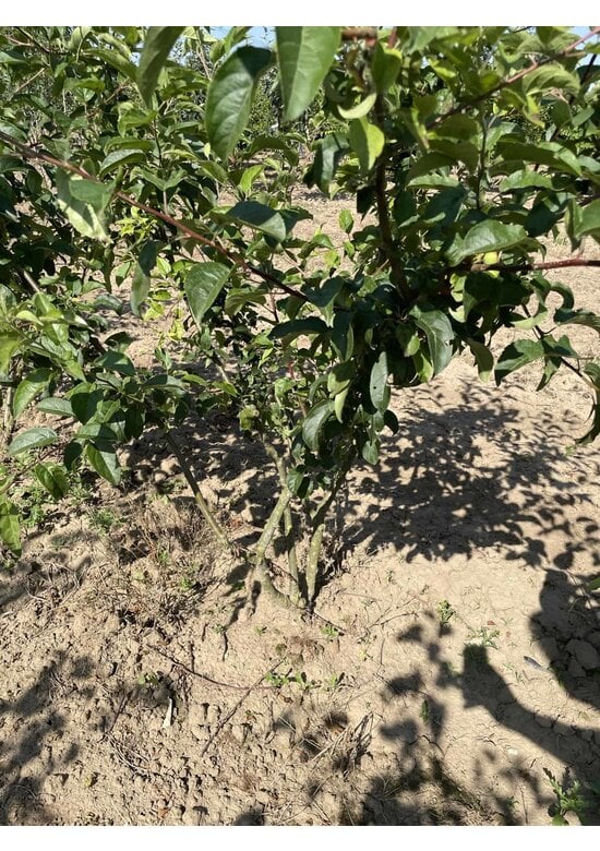 Zierapfel 'Red Sentinel' Mehrstämmig | Malus 'Red Sentinel'