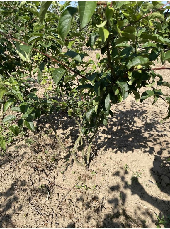Zierapfel 'Red Sentinel' - Mehrstämmig | Malus 'Red Sentinel' Zierapfel 'Red Sentinel' - Mehrstämmig | Malus 'Red Sentinel'