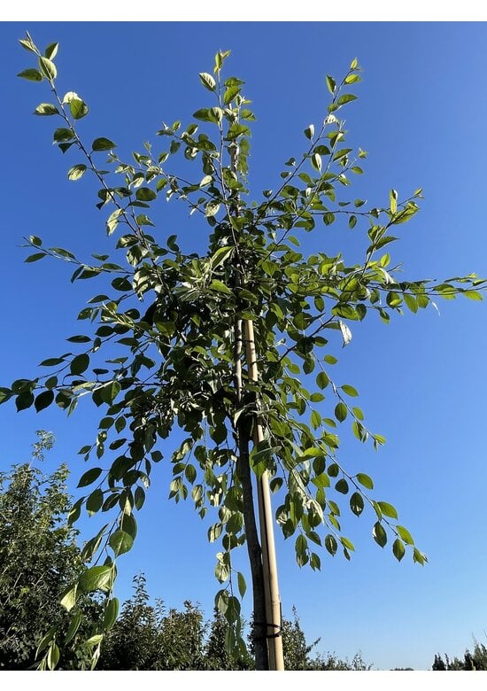 Zierapfel 'Hillieri' | Malus 'Hillieri'