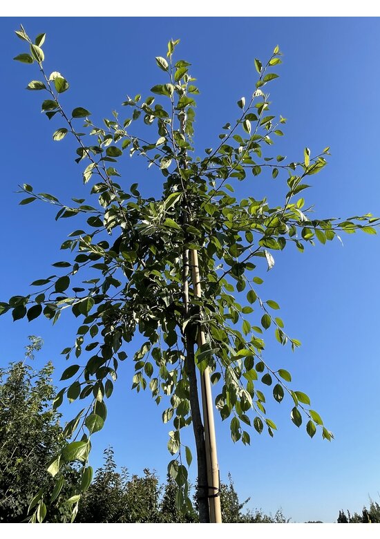 Zierapfel 'Hillieri' | Malus 'Hillieri'