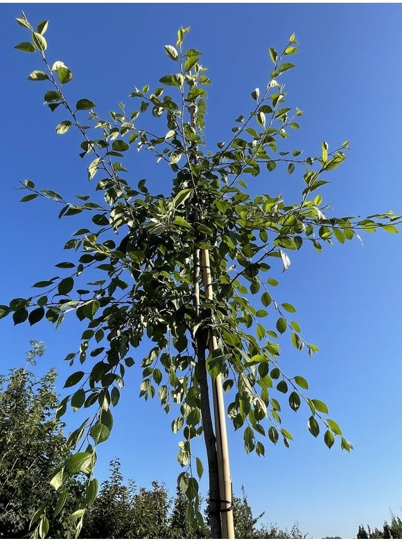 Zierapfel 'Hillieri' | Malus 'Hillieri' Zierapfel 'Hillieri' | Malus 'Hillieri'