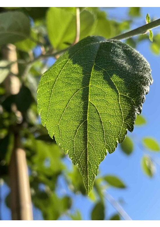 Zierapfel 'Hillieri' | Malus 'Hillieri'
