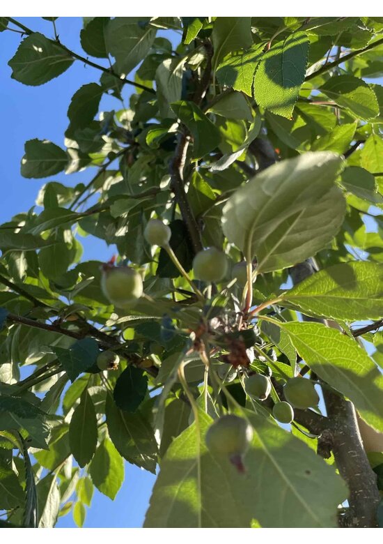 Zierapfel 'Hillieri' | Malus 'Hillieri'