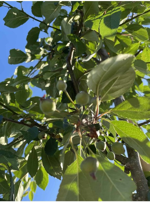 Zierapfel 'Hillieri' | Malus 'Hillieri' Zierapfel 'Hillieri' | Malus 'Hillieri'