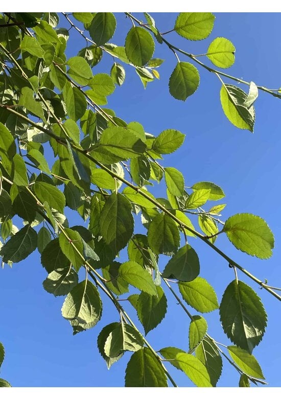 Zierapfel 'Hillieri' | Malus 'Hillieri'