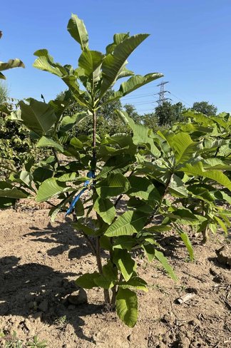 Schirm-Magnolie - Mehrstämmig | Magnolia tripetala