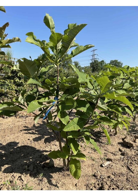 Schirm-Magnolie - Mehrstämmig | Magnolia tripetala