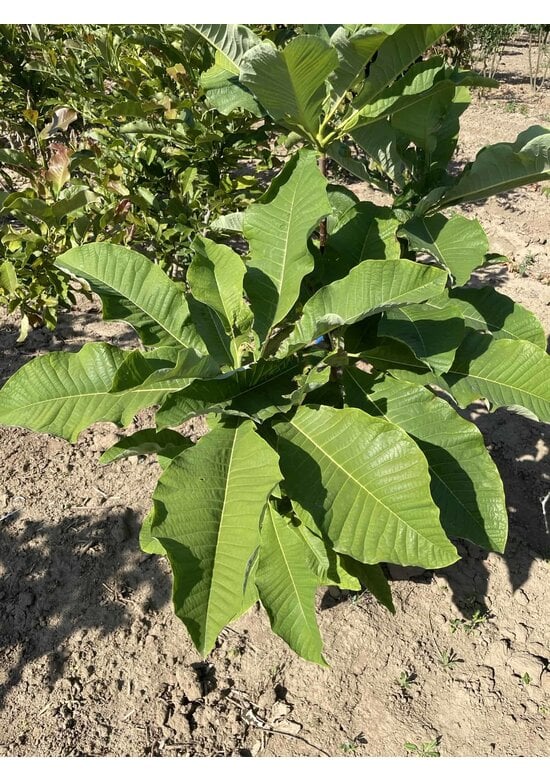 Schirm-Magnolie - Mehrstämmig | Magnolia tripetala