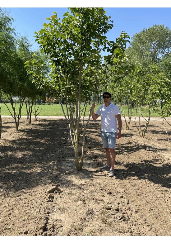 Magnolie 'Galaxy' - Mehrstämmig | Magnolia 'Galaxy'