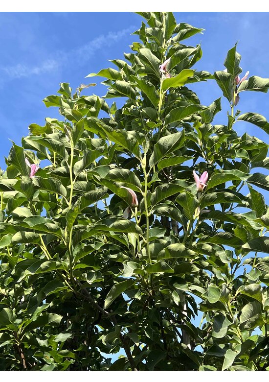 Magnolie 'Galaxy' - Mehrstämmig | Magnolia 'Galaxy'