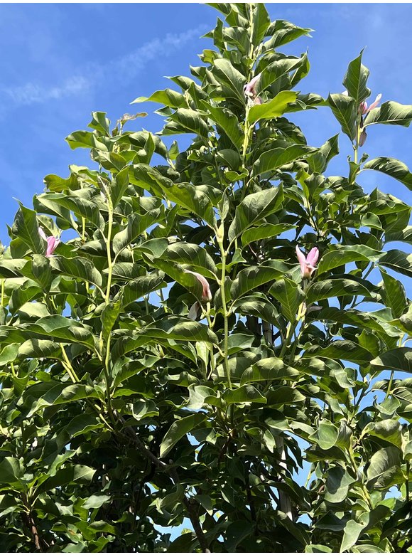 Magnolie 'Galaxy' - Mehrstämmig | Magnolia 'Galaxy' Magnolie 'Galaxy' - Mehrstämmig | Magnolia 'Galaxy'
