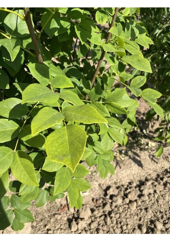 Asiatisches Gelbholz - Mehrstämmig | Maackia 'Amurensis'