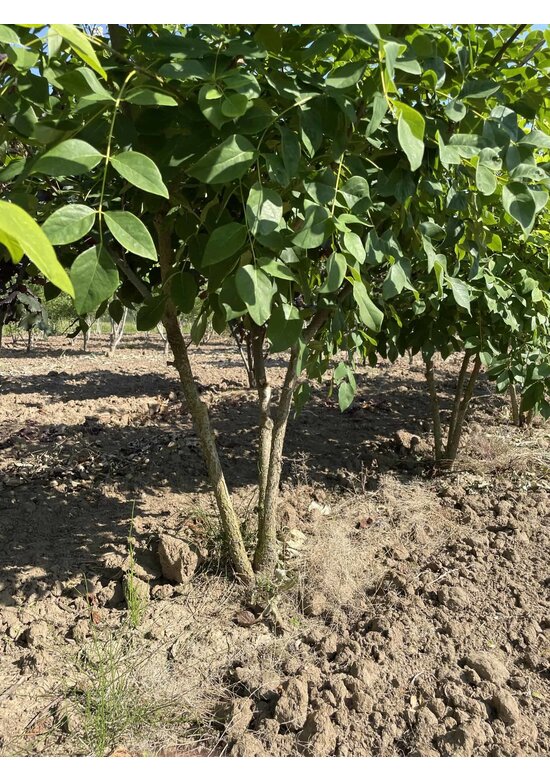 Asiatisches Gelbholz - Mehrstämmig | Maackia 'Amurensis'