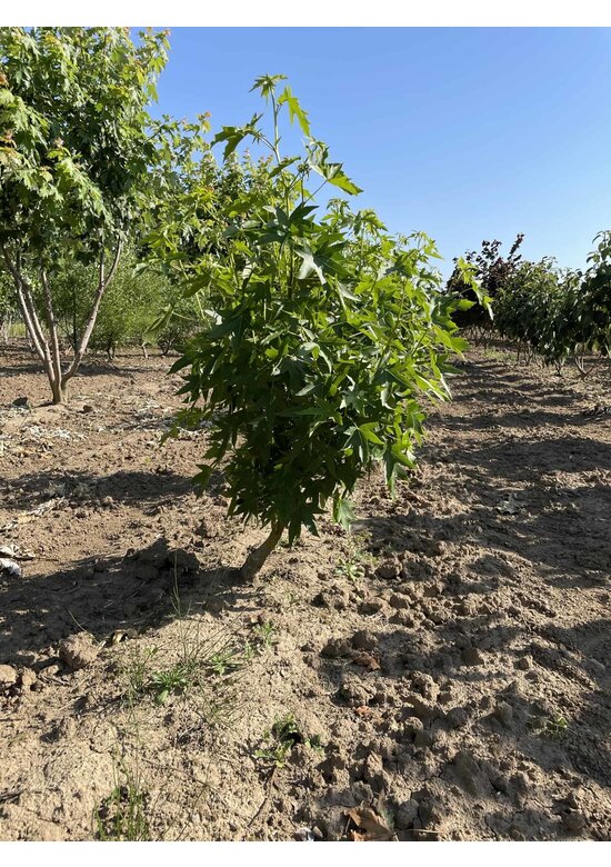 Amberbaum Mehrstämmig 'Worplesdon' | Liquidambar styraciflua 'Worplesdon'