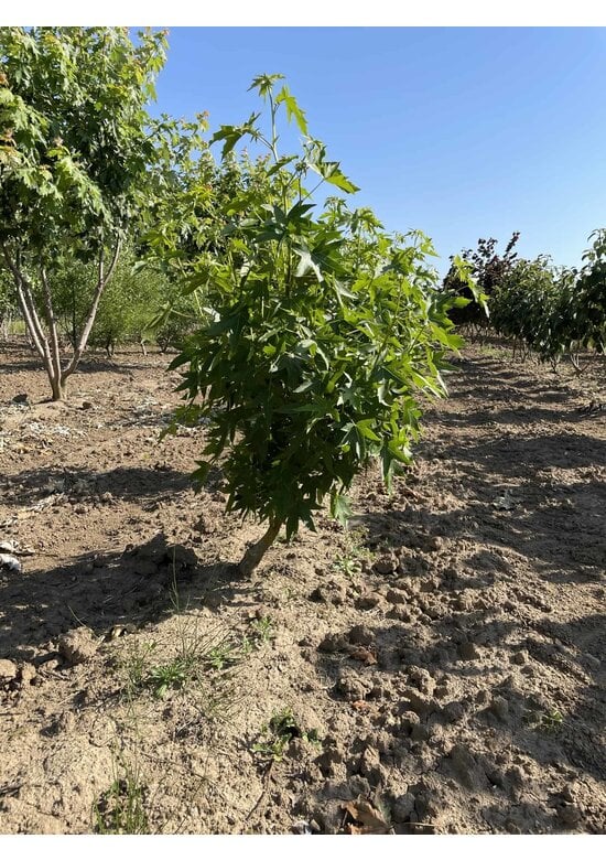 Amberbaum Mehrstämmig 'Worplesdon' | Liquidambar styraciflua 'Worplesdon'