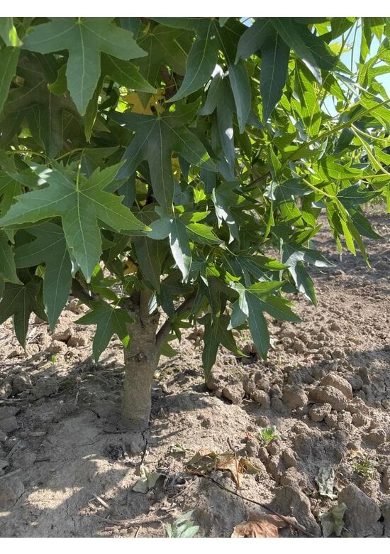 Amberbaum Mehrstämmig 'Worplesdon' | Liquidambar styraciflua 'Worplesdon'