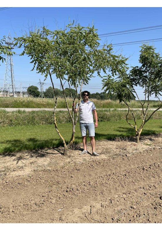 Blasenbaum Mehrstämmig | Koelreuteria paniculata