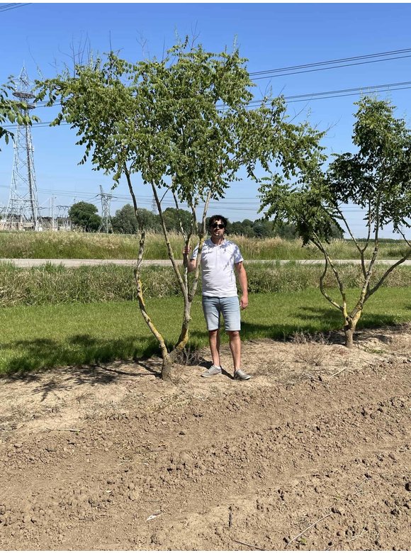Blasenbaum - Mehrstämmig | Koelreuteria paniculata Blasenbaum - Mehrstämmig | Koelreuteria paniculata