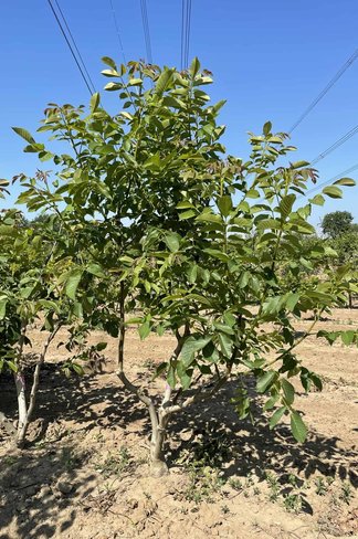 Walnussbaum mehrstämmig | Juglans regia
