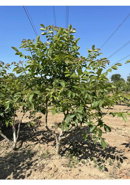 Walnussbaum regia - Mehrstämmig | Juglans regia Walnussbaum regia - Mehrstämmig | Juglans regia