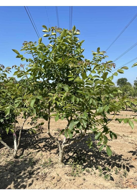 Walnussbaum mehrstämmig | Juglans regia