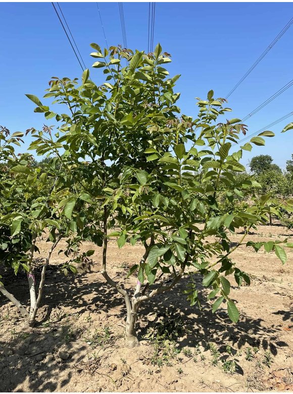 Walnussbaum regia - Mehrstämmig | Juglans regia Walnussbaum regia - Mehrstämmig | Juglans regia