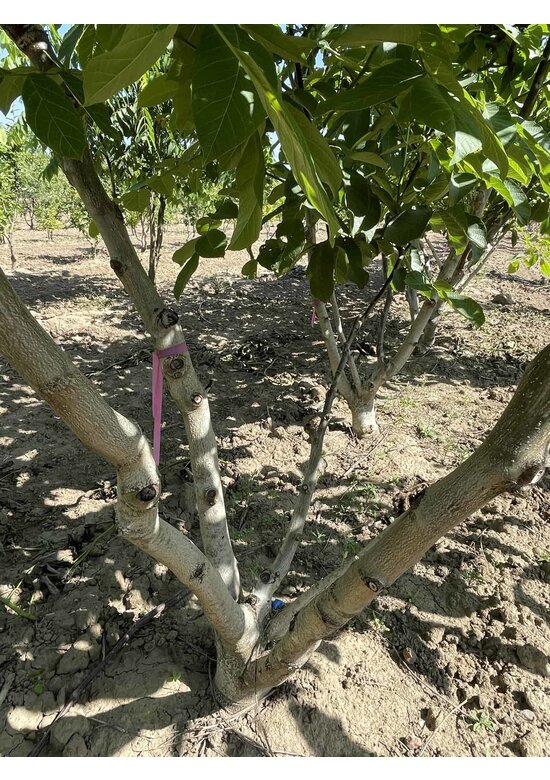Walnussbaum regia - Mehrstämmig | Juglans regia