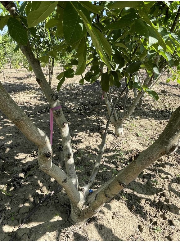 Walnussbaum regia - Mehrstämmig | Juglans regia Walnussbaum regia - Mehrstämmig | Juglans regia