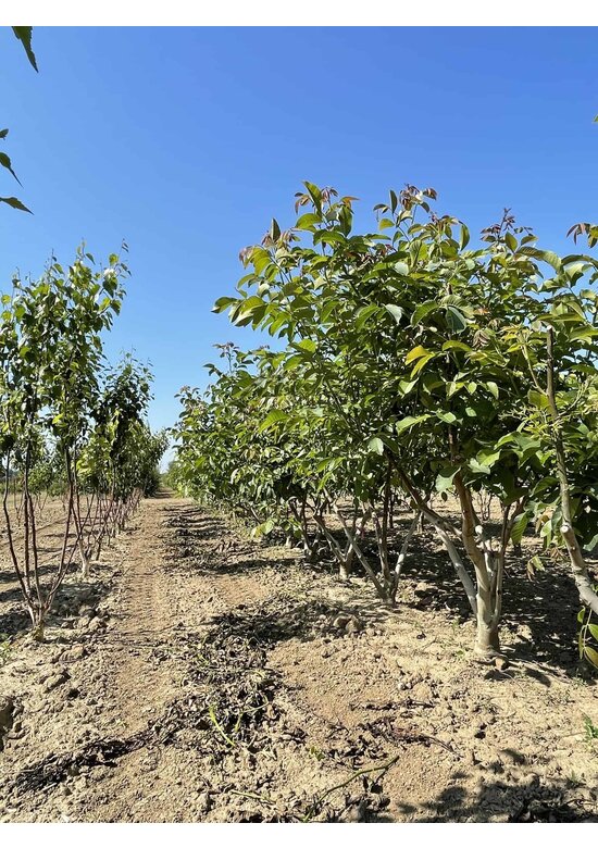 Walnussbaum regia - Mehrstämmig | Juglans regia