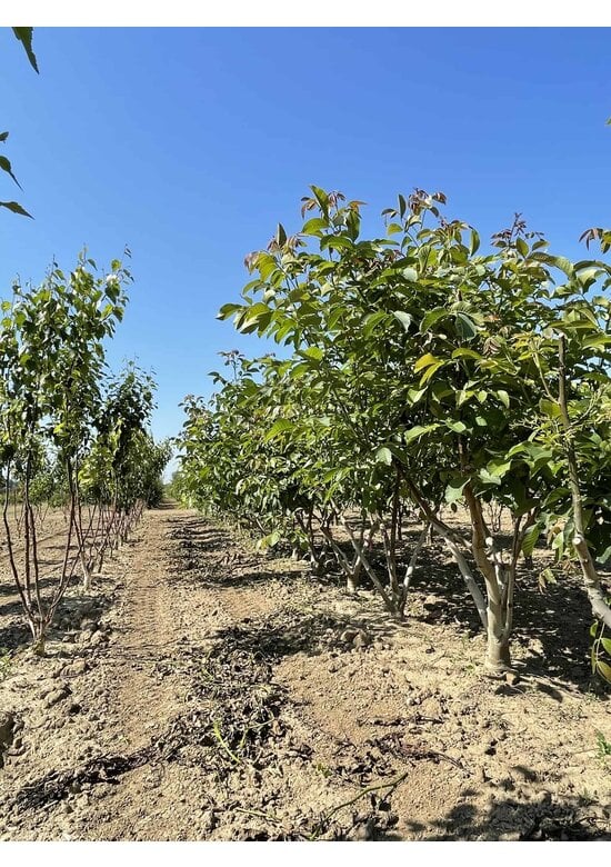 Walnussbaum mehrstämmig | Juglans regia