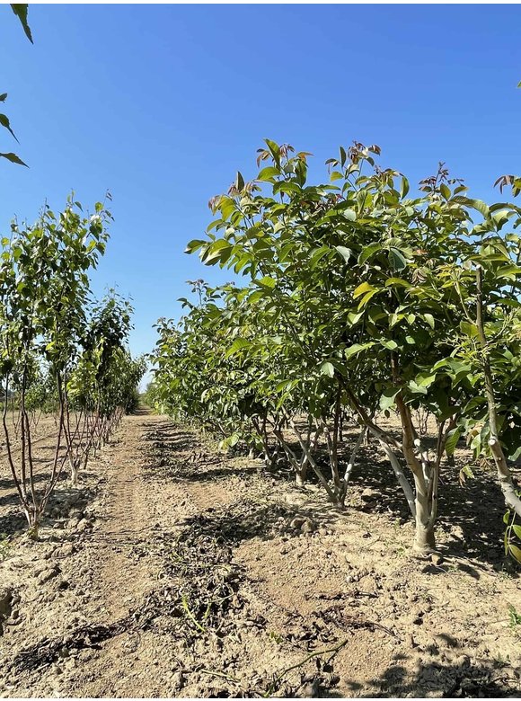 Walnussbaum regia - Mehrstämmig | Juglans regia Walnussbaum regia - Mehrstämmig | Juglans regia