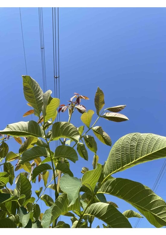 Walnussbaum mehrstämmig | Juglans regia
