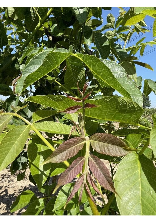 Walnussbaum mehrstämmig | Juglans regia