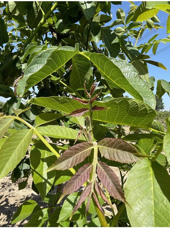 Walnussbaum regia - Mehrstämmig | Juglans regia Walnussbaum regia - Mehrstämmig | Juglans regia