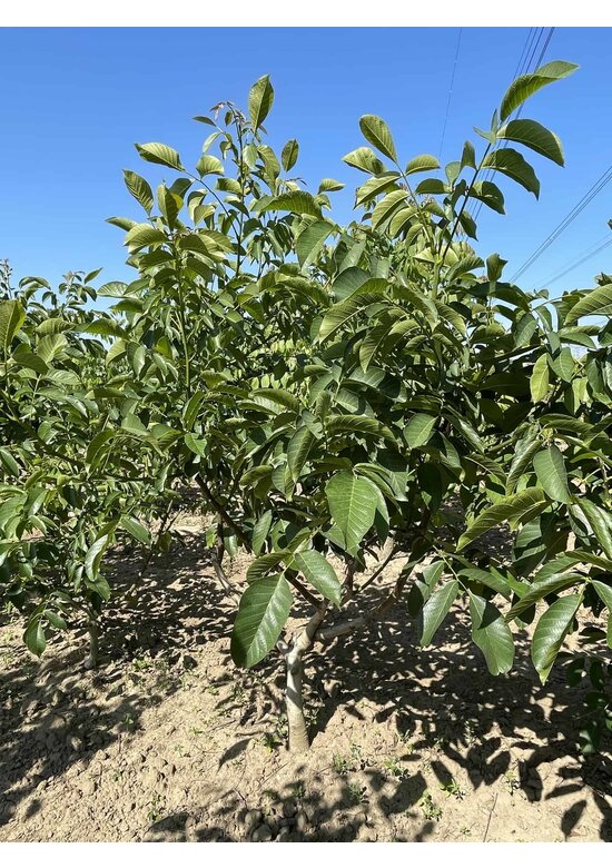 Walnussbaum 'Broadview' - Mehrstämmig | Juglans regia 'Broadview'