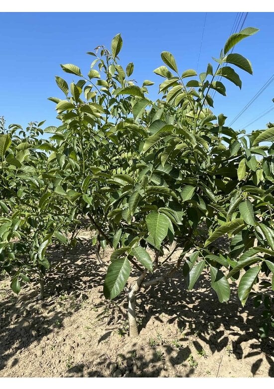 Walnussbaum 'Broadview' - Mehrstämmig | Juglans regia 'Broadview'