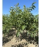 Walnussbaum 'Broadview' - Mehrstämmig | Juglans regia 'Broadview'