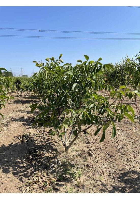 Walnussbaum 'Broadview' - Mehrstämmig | Juglans regia 'Broadview'