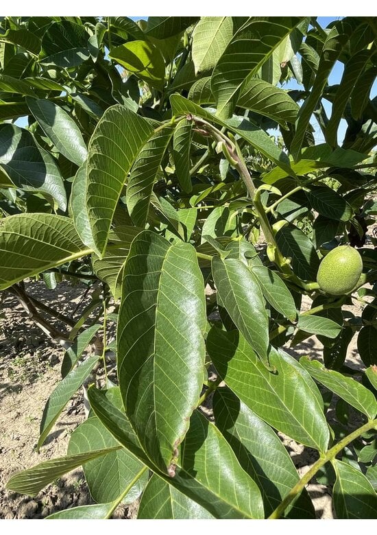 Walnussbaum 'Broadview' - Mehrstämmig | Juglans regia 'Broadview'
