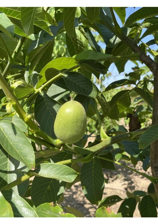 Walnussbaum 'Broadview' - Mehrstämmig | Juglans regia 'Broadview'