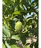 Walnussbaum 'Broadview' - Mehrstämmig | Juglans regia 'Broadview' Walnussbaum 'Broadview' - Mehrstämmig | Juglans regia 'Broadview'