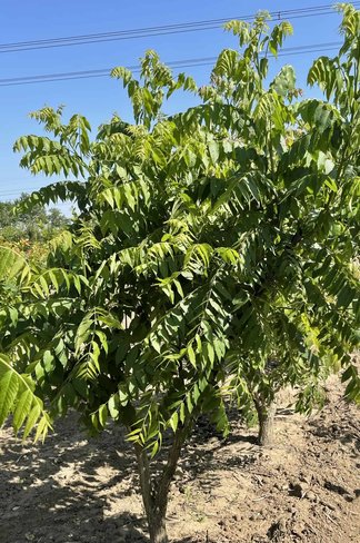 Schwarznuss - Mehrstämmig | Juglans nigra